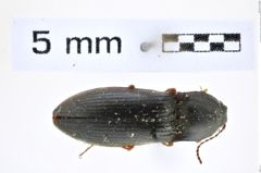 Foto (Dorsalansicht) von Liotrichus bessolitzinae (Gurjeva, 1986) (NHMW-ZOO-COL-0008294)